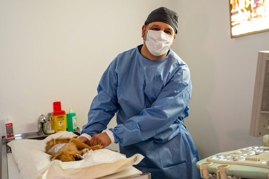 Adult veterinary doctor in protective mask and medical uniform looking at camera while preparing sleeping small dog lying on table for surgery  in light operating room of contemporary vet clinic