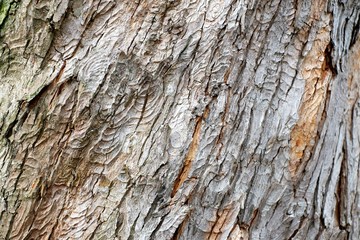 Tree bark texture in grey and green.