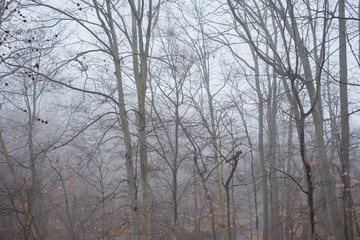Bare tree limbs and fog in the forest