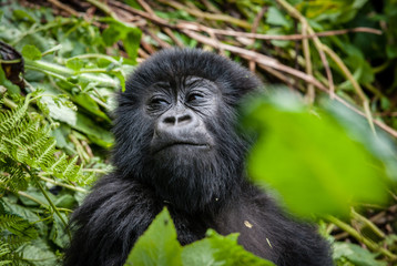 Fototapeta premium Cuccioli di gorilla di montagna