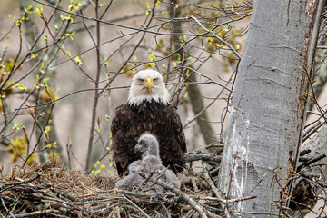 A close view of a bald eagle adult comforting the eaglet, high up in the nest. - Powered by Adobe