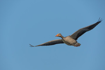 Graugans im Flug 1