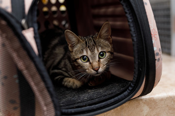 Cute curious red and white cat in small pet carrier on table in vet modern clinic