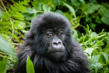 Cuccioli di gorilla di montagna