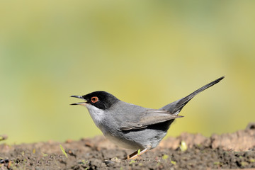 curruca europea posada en el suelo en un tronco caído (Sylvia melanocephala) Marbella Andalucía España