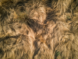 brown grass background