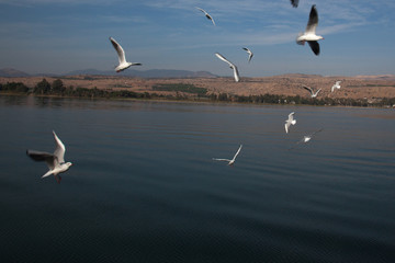 Seagulls flying over the Sea of Galilee 