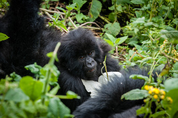 Cuccioli di gorilla di montagna
