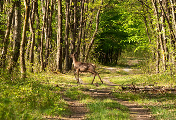 Deer in spring forest