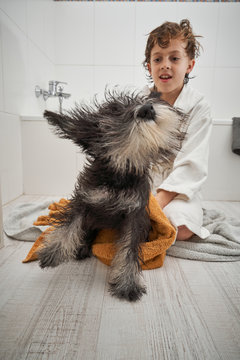 Child drying his dog after showering in the bathtub at home