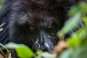 Gorilla di montagna