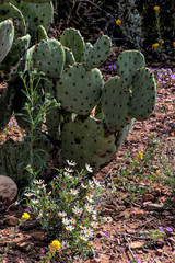 Prickly Pear Cactus
