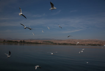 Fototapeta na wymiar Seagulls flying over the Sea of Galilee 