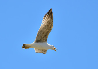 gaviota patiamarilla en vuelo con cielo azul (Larus michahellis) Casares Andalucía España
