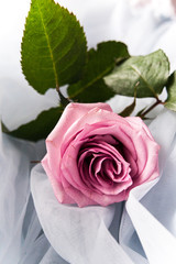 Pink rose in blue organza