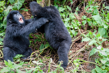 cuccioli di gorilla di montagna che giocano 