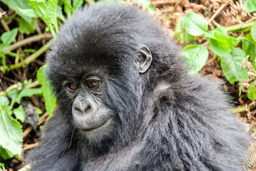 Fototapeta premium Cuccioli di gorilla di montagna
