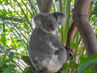 Cute Koala in a Tree