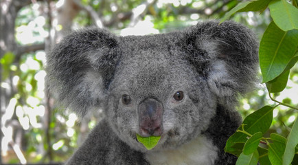 Cute Koala in a Tree