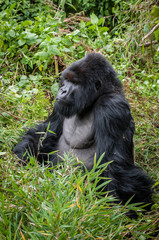 maschio di gorilla di montagna