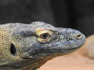 Komodo Dragon Up Close