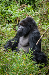 maschio di gorilla di montagna