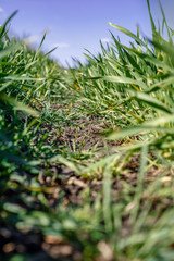 Macro of growing cereal sprouts at farmland