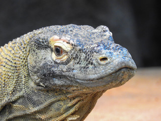 Komodo Dragon Up Close
