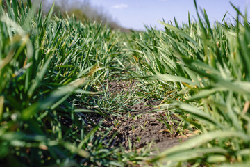 Macro of growing cereal sprouts at farmland