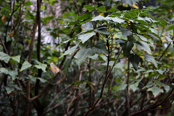 Leaves on a rainy autumn afternoon.