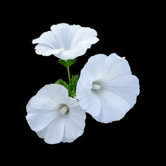 Beautiful white flowers isolated on a black background