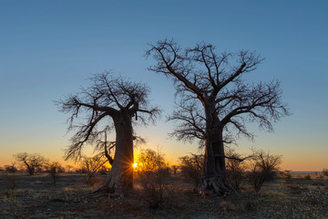 Fototapeta na wymiar Sun starburst sunrise at baobab trees