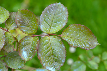 Detail of the leaves of a rose bush treated with a copper oxychloride fungicide