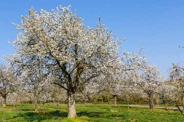 Cherry blossom in Hesse, Germany. 