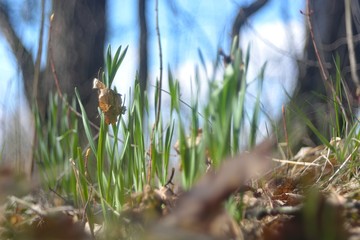 The first spring flowers and shoots.