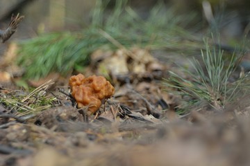 Picking mushrooms in the forest
