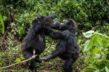 Cuccioli di gorilla di montagna