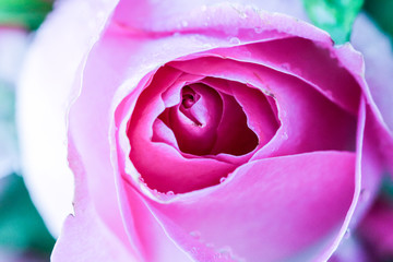 Fototapeta na wymiar Macro photo of inside center of the rose flower with dew drops.