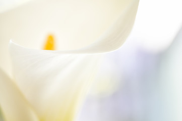 Calla white flower extreme close-up