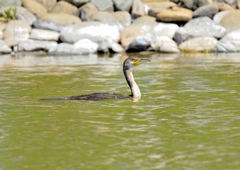 cormoran grande nadando en el lago junto alas rocas  (phalacrocorax carbo) Marbella Andalucía...
