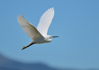 garceta blanca en vuelo con un cielo azul intenso (Egretta alba) Marbella Andalucía España