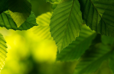 New green leaves in springtime	
