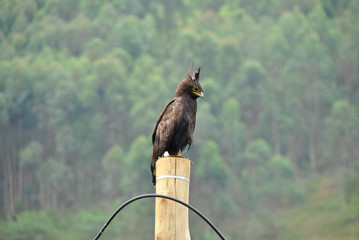 uccelli predatori africani