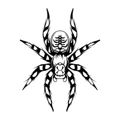 Tarantula. Tarantulas, Animalia, Arthropoda, Chelicerata, Arachnida, Araneae, Mygalomorphae vector. Tarantula spider tattoo. Exotic pets. Halloween. Spider or arachnid species. Dangerous insects.