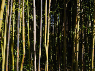 Horticultural garden bamboo forest