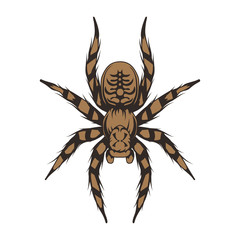 Tarantula. Animalia, Arthropoda, Chelicerata, Arachnida, Araneae, Mygalomorphae vector. Sketch Tarantula spider tattoo. Exotic pets. Halloween. Spider or arachnid species. Dangerous insects.