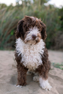 Funny spotty dog looking at camera while lying on sandy beach with green plants in background