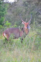 antilopi africane iganda
