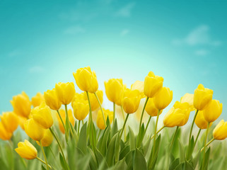 Beautiful Spring background with yellow tulips on blue sky. Concept of spring or summer