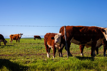 Cows on a field staring into camera. green grass and blue sky. 